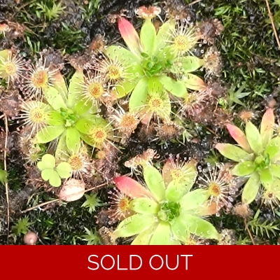 Drosera pulchella Salmon flower, 10+ gemmae